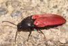 Ampedus sp.